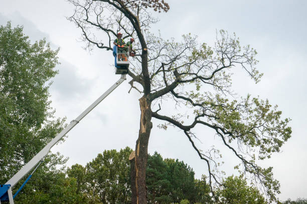 French Valley, CA Tree Service Company